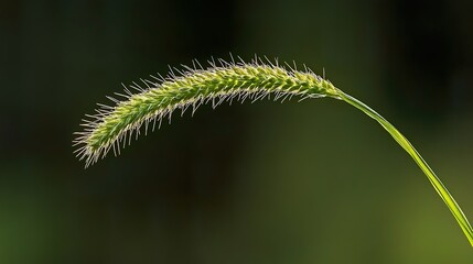 Fototapeta premium close up of green grass