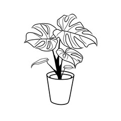 monstera plant vector in pot for display at home