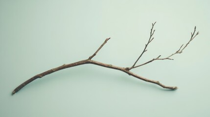 Rustic tree branch minimalist photography nature design element