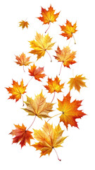Flying Colorful Maple Leaves with Natural Texture and Autumn Tones isolated on transparent white background, clipping path