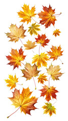 Fototapeta premium Flying Colorful Maple Leaves with Natural Texture and Autumn Tones isolated on transparent white background, clipping path