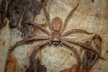 Canberra Huntsman Spider (Isopeda canberrana), Hughes, ACT, February 2025