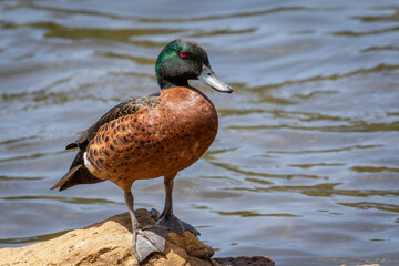 Chestnut Teal (Anas castanea) male, Gerroa, NSW, December 2024