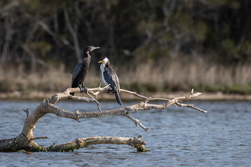 Two cormorants on a branch, Corunna Lake, NSW, September 2024