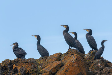 Shags on a rock, Narooma, NSW, October 2024