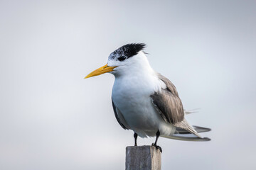 Crested Tern (Thalasseus bergii), Narooma, NSW, December 2024
