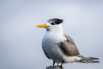 Crested Tern (Thalasseus bergii), Narooma, NSW, December 2024