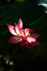lotus flower in the garden