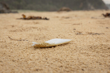 Cuttlefish cuttlebone on the beach, Narooma, NSW, February 2025