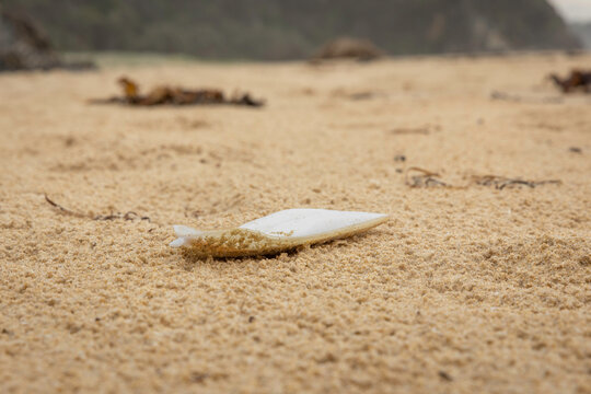 Cuttlefish cuttlebone on the beach, Narooma, NSW, February 2025