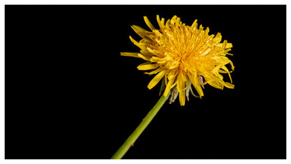 yellow dandelion flower