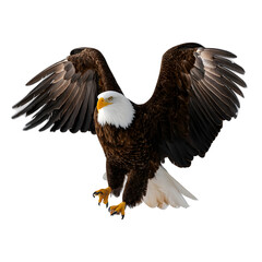 Obraz premium A bald eagle landing, wings open, white background