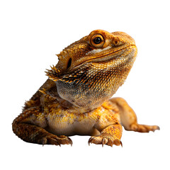 Obraz premium A bearded dragon basking, white isolated background