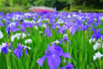 カキツバタのある風景
