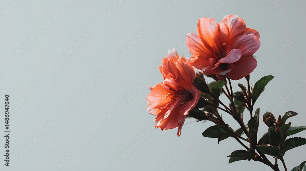 Aufkleber delicate single flower positioned on the side against a light background with blank negative space f