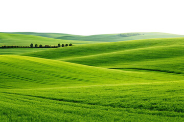Obraz premium rice field in thailand