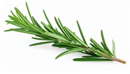 Fototapeta premium Fresh Rosemary Sprig On White Background