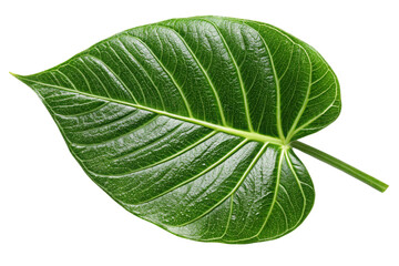 Obraz premium green leaf on white background