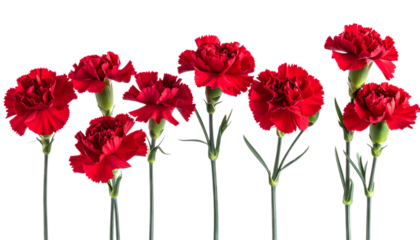 red tulips isolated on white