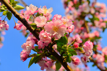 Chinese flowering crab-apple in spring