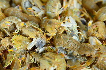 Fresh mantis shrimp