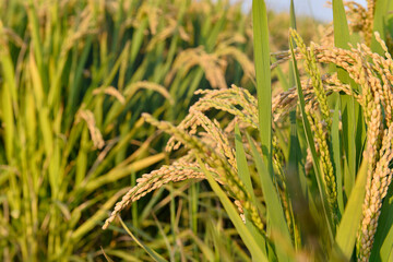 Mature rice in the field of highway and channel