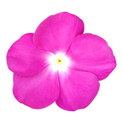 Beautiful Madagascar Flower Isolated On White Background Stock Photo