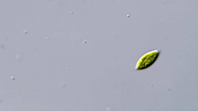 Movement of freshwater Microalgae under microscopic view, 400x magnification 