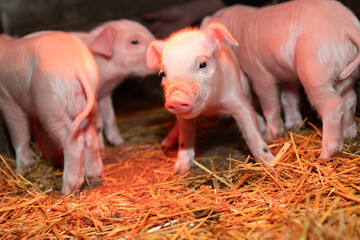 Adorable little piglets are exploring their cozy barn, which is filled with warm and inviting...