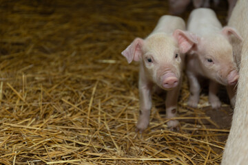 Two incredibly adorable piglets having fun while exploring their cozy and charming farm environment