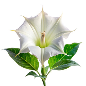 White Datura Flower: Image