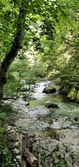 Obraz premium stream in the forest Abkhazia 