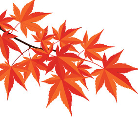 Red and orange maple leaves branch vector illustration with autumn seasonal colors 