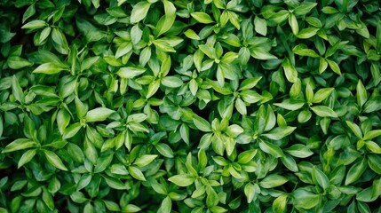Lush green foliage texture
