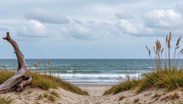 an ocean view framed by ancient weathered driftwood and tall dune grasses. the sky is soft and full of subtle rolling clouds, ideal for background and natural depth. clean, usable composition.