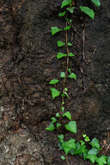 木に巻きつくツタの葉っぱ