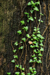 木に巻きつくツタの葉っぱ