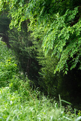 緑の森を流れる用水路