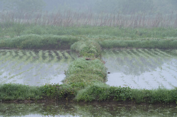 田植えを終えた水田の畦道