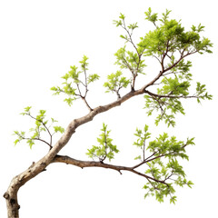 Fototapeta premium Spring Tree Branch: Nature Image
