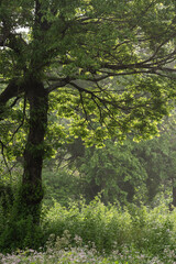 新緑の森の爽やかな風景
