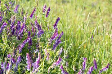 初夏の草原に咲く紫色のクサフジ