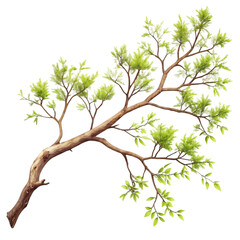 Fototapeta premium Spring Branch: Tree Branch Image