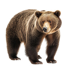 Fototapeta premium Full Body Brown Bear Isolated on Transparent PNG Background 
