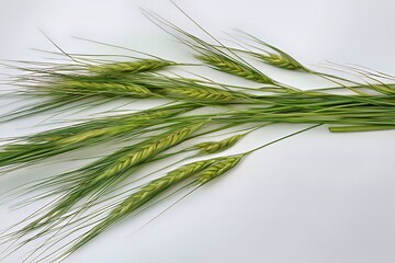 Fresh green wheat stalks arranged elegantly on a light background.