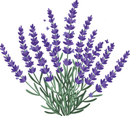 Lavender plant with purple flowers and green stems vector illustration natural herb garden 