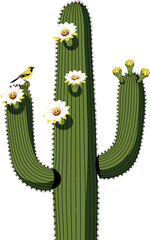 Saguaro cactus with white flowers and yellow bird natural desert plant vector illustration 