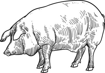 Vintage hand drawn sketch black Iberian pig