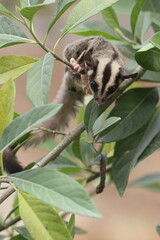 sugar glider, squirrel, flying squirrel, photo of a sugar glider in a tree
