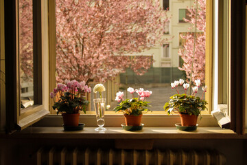 Fototapeta premium flowers in a window